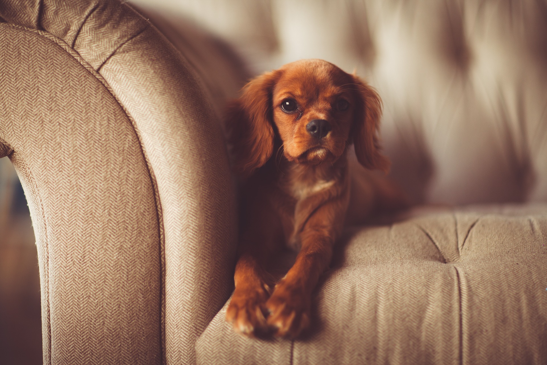 Tkaniny odporne na zwierzaki - PET FRIENDLY
